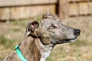 freddy the greyhound by susan p