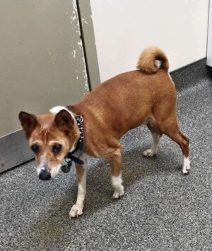 hank the 17 year old basenji by stephanie m h (2)