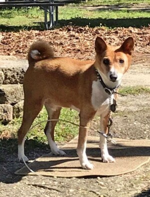 hank the 17 year old basenji by stephanie m h (3)