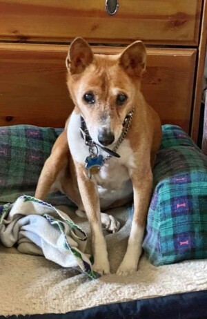 hank the 17 year old basenji by stephanie m h (4)