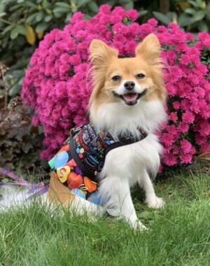 hope the 4 year old papillon is the love of my life by mary l (1)