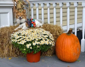 hope the 4 year old papillon is the love of my life by mary l (6)