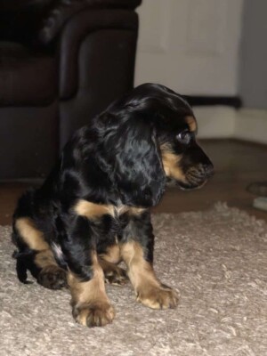 hugo is a cute cocker spaniel puppy by john h