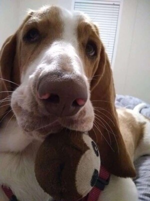 ily the basset hound and her ball by robin m