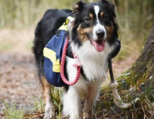 into the woods with my collie by macie h