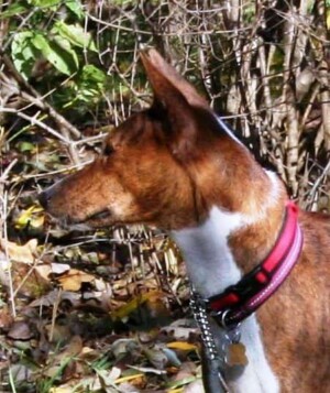 kaleonahes cairo is a champion brindle basenji by kristen b (1)