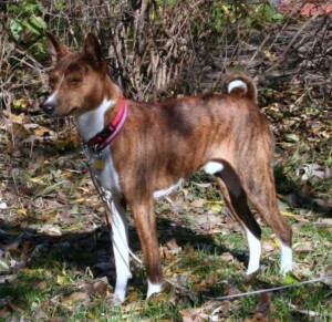 kaleonahes cairo is a champion brindle basenji by kristen b (2)