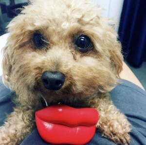 kozmo the poodle and kissy lips by kozmo gray