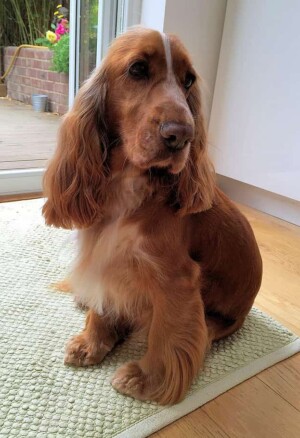 lady the cocker spaniel by lynne r