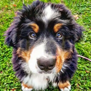 laska the bmd by monique h (1)