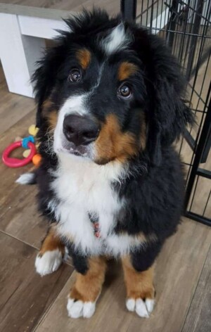 laska the bmd by monique h (2)
