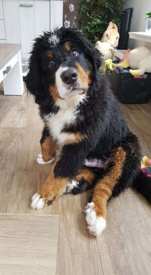 laska the bmd by monique h (2)