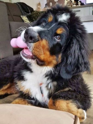 laska the bmd by monique h (3)