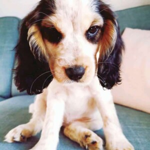 lilly the cocker spaniel puppy on monday morning by fiona c