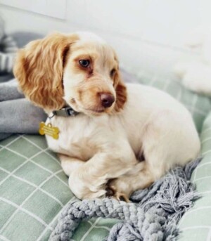 lola the cure cocker spaniel puppy by lola