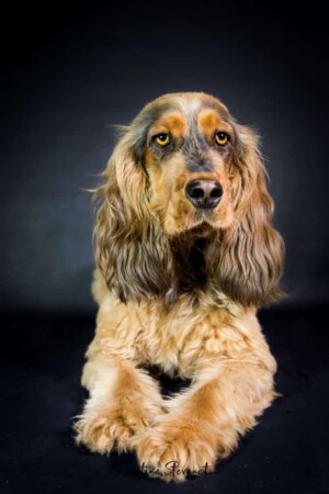 moca the cocker spaniel portrait by moca
