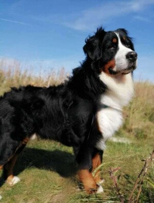 monty the bmd by maxine m