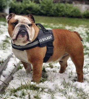 more buster the bulldog in the snow by thomas r