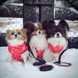 my 3 crazy papillons by donata s