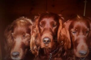 my 3 female irish setters by angela c