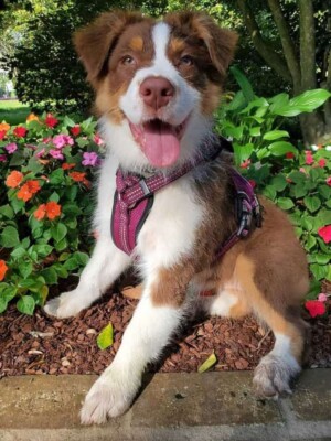 my aussie ready for a longt walk by jennifer rw