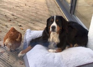 my bmd loves everybody by rachel elizabeth w