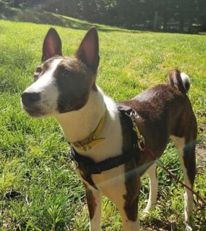 my basenji by tracey j (1)