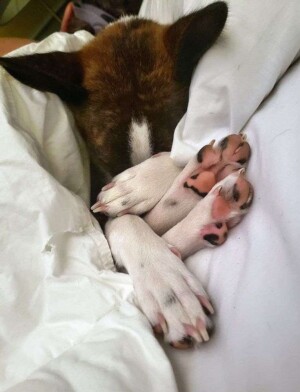 my basenji by tracey j (3)