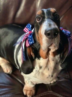 my basset hound babies sweetie by kathy a