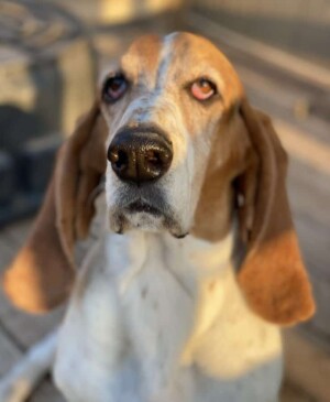 my basset hound crazy bunch cambria by becky williams m