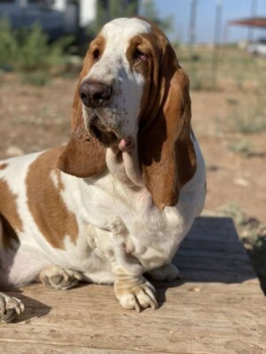 my basset hound crazy bunch dr watson by becky williams m