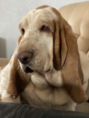 my basset hound crazy bunch khaleesi by becky williams m