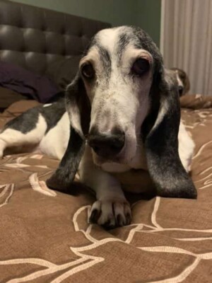my basset hound by wendy g