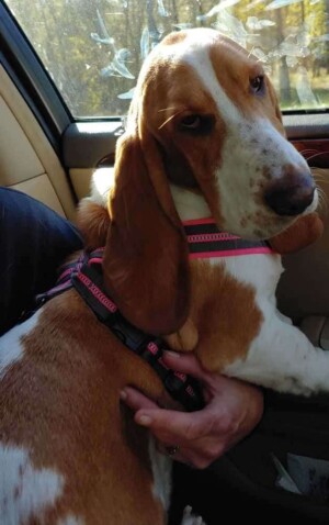 my basset hound learning how to drive by megan