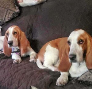 my basset hounds by sarah r