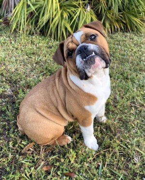 my bulldog smiling for the picture by anis a
