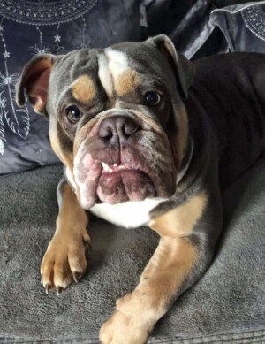 my bulldog by by bɾυɳσ bσყʂ (3)