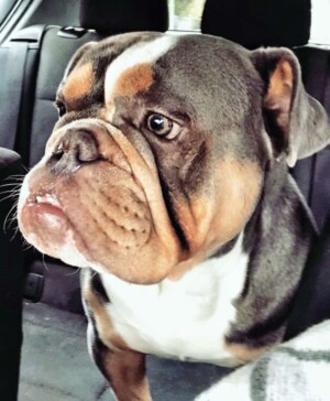 my bulldog by by bɾυɳσ bσყʂ (4)