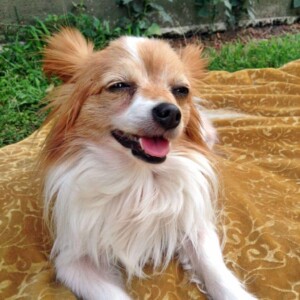 my papillon named sushi claire by taffymarieee (1)