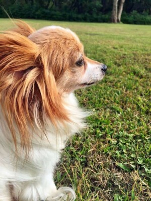 my papillon named sushi claire by taffymarieee (2)