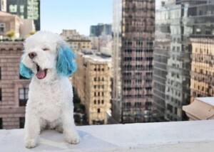 my poodle is not scared of heights by sushisaid