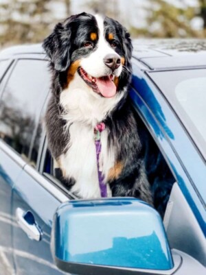 my beautiful bmd by melanie m (1)
