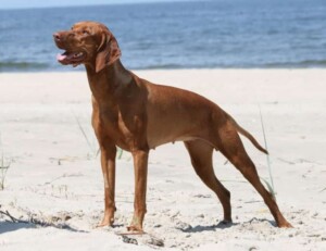 my handsome vizsla on the beach by magdalena h
