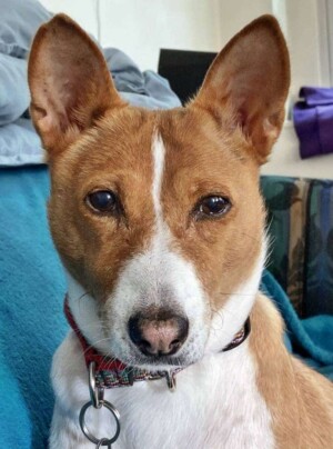 nina is a 12 year old basenji by mandy h