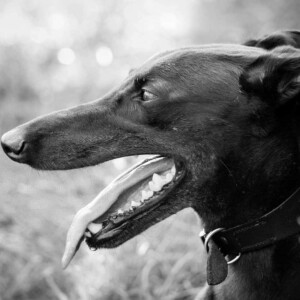 nina the greyhound by nina the greyhound (9)