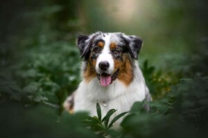 nord the aussie by barbara k