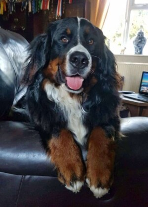 nuts the bmd by adele c