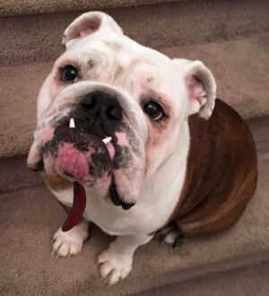 okie the bulldog by okie