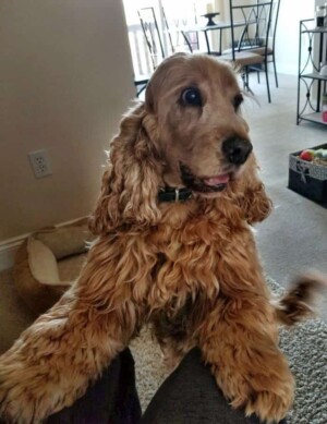 oliver the cocker spaniel wants his treat by dogwalker14