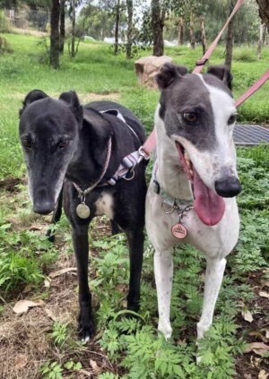 on a walk with my greyhounds by cicely d